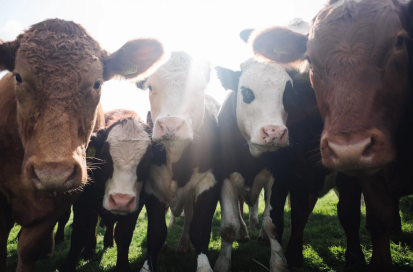 Vegan fabric protection: Why choosing cruelty free is the future