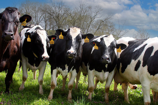 Vegan fabric protection: Why choosing cruelty free is the future